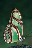 Un Ninf�lido, representante de la gran diversidad de mariposas de la Orinoquia.