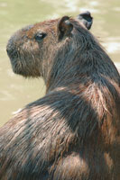 El chig�iro es el roedor m�s grande del mundo y habita la llanura de inundaci�n.