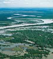 Bosques desarrollados sobre orillares en la planicie de inundaci�n del r�o Meta.