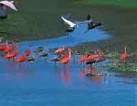 Las corocoras rojas y los ibis negros, entre otras especies, encuentran crust�ceos e insectos abundantes en  el fango de los esteros; tambi�n los acompa�a la garza esp�tula de pico especializado para filtrar el fango y alimentarse del plancton.