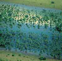 La sabana h�meda presenta un gradiente h�drico que se inicia en la sabana h�meda con gram�neas y arbolitos de saladillo y llega al morichal  en la zona m�s profunda; las palmas crecen aisladas sin formar bosque denso.