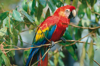 La guacamaya bandera, Ara macao, va en bandadas buscando �rboles frutales.