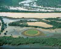 Las selvas de la planicie de inundaci�n reciben durante cada per�odo de lluvias, toneladas de sedimentos transportados desde Los Andes.