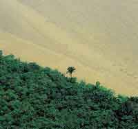 Las selvas de la planicie de inundaci�n reciben durante cada per�odo de lluvias, toneladas de sedimentos transportados desde Los Andes.