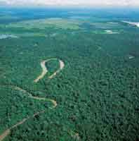 A pesar de su aparente homogeneidad, la selva de inundaci�n presenta variaciones de relieve que definen la duraci�n de la inundaci�n, determinan el tipo de vegetaci�n dominate y su fauna asociada.