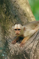 Mico maicero cariblanco, Cebus albifrons, especie omnivora que ocupa diversidad de h�bitats.