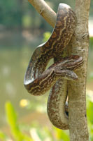 Las selvas de inundaci�n son el h�bitat de varias especies de boas