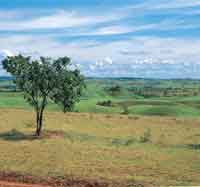 Regi�n de contacto entre la altillanura plana y la disectada o colinada. Alto de Menegua, Meta.