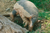 En la Orinoquia existen diversas especies de armadillos, el m�s grande es el ocarro o armadillo trueno, Priodontes maximus, que se alimenta de hormigas y termitas.