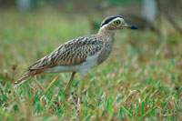 El alcarav�n llanero, Burhinus bistriatus, un ave corredora caracter�stica de las sabanas secas, ante el peligro permanece inm�vil y camuflada en el pastizal.