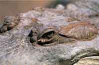 Detalle del caim�n llanero.