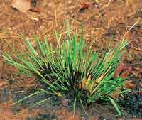 Rebrote del pasto despu�s de un incendio.