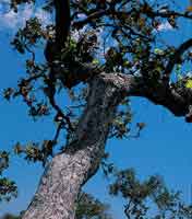 �rbol de chaparro, Curatella americana; su gruesa corteza le ha permitido sobrevivir a los incendios.