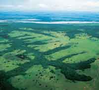 Patr�n irregular del bosque de galer�a de la altillanura.