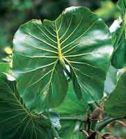 La hoja de bora, Motrichardia arborescens, forma comunidades densas en ambientes pantanosos y constituye un h�bitat importante para los peces.