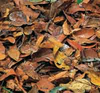 El suelo del bosque presenta abundante hojarasca superficial y los nutrientes son r�pidamente reciclados con la ayuda de las micorrizas.