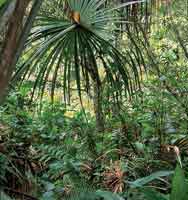 El bosque de galer�a, con palma de moriche, presenta un estrato herb�ceo denso con abundantes platanillos.