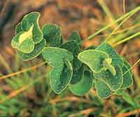 En las sabanas las plantas han desarrollado diferentes estrategias de adaptaci�n para tolerar la sequ�a, la pobreza de nutrientes y el fuego.