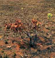 En las sabanas las plantas han desarrollado diferentes estrategias de adaptaci�n para tolerar la sequ�a, la pobreza de nutrientes y el fuego.