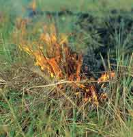 El fuego en la sabana consume r�pidamente la biomasa acumulada en la superficie.