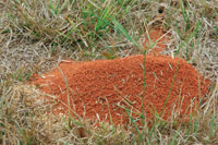 Al remover los suelos, las hormigas arrieras desempe�an una importante funci�n en la ecolog�a de las sabanas.