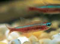 Cardenal tetra