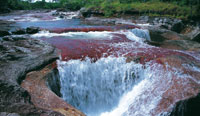 Ca�o Cristales, extremo sur de la serran�a de La Macarena. La planta acu�tica Macarenia clavigera le da la coloraci�n caracter�stica