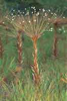 Planta con roseta de flores, Paepalanthus moldenkeanus, crece en las sabanas con arenas cuarc�ticas de la serran�a de La Lindosa, San Jos� del Guaviare.