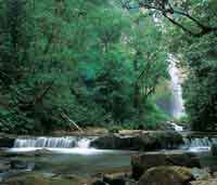 Selva h�meda de porte mediano, multiestratificada, sobre sustrato de areniscas.