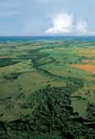 Matas de monte y zonas de cultivo de arroz en l allanura del departamento del Meta.