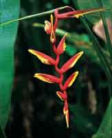 En las planicies de inundaci�n hay una variedad de platanillos del g�nero Heliconia, plantas de un gran potencial ornamental.