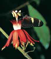 En el interior del bosque florece una Passiflora que es visitada por la mariposa del g�nero Heliconius.