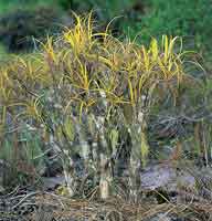 Las Vellozi�ceas constituyen una extraordinaria familia de plantas end�micas de los tepuyes, que toleran condiciones ambientales extremas.