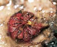 En los suelos arenosos y pobres en nutrientes, las plantas carn�voras del g�nero Drosera toman los nutrientes de los insectos que atrapan en sus tent�culos pegajosos.