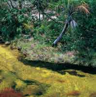 Los ca�os sobre areniscas cuarc�ticas presentan aguas cristalinas y poca profundidad, donde hay peque�os peces que se alimentan de los insectos y frutos que caen del dosel del bosque.