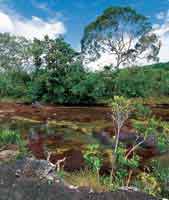 Fisonom�a del bosque ripario bajo y achaparrado que sigue el curso de Ca�o Cristales, serran�a de La Macarena