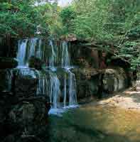 Fisonom�a del bosque ripario bajo y achaparrado que sigue el curso de Ca�o Cristales, serran�a de La Macarena