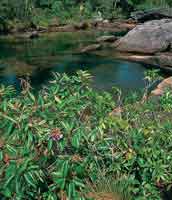 Fisonom�a del bosque ripario bajo y achaparrado que sigue el curso de Ca�o Cristales, serran�a de La Macarena