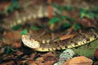 Cuatronarices, serpiente venenosa.