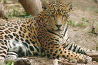 El jaguar o tigre mariposo, el m�s poderoso de los felinos de la Orinoquia, requiere para su sobrevivencia un amplio territorio que tambi�n conserve sus presas, za�nos, venados, chig�iros y caimanes. El mercado de su piel, la degradaci�n de h�bitats y los