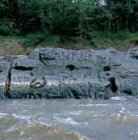 En las rocas m�s resistentes de los raudales del r�o Guayabero fueron grabadas en bajo relieve diversidad de figuras zoomorfas