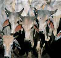 En el Llano se han desarrollado razas de ganado bien adaptadas a las exigentes condiciones ambientales de las sabanas