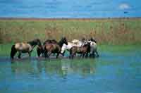 En algunas sabanas del Llano adentro, a�n es posible encontrar manadas de caballos salvajes.