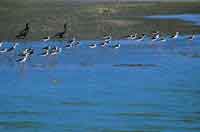 En la estaci�n seca los esteros congregan  bandadas de cig�e�uelas de patas rosadas y el negro pato aguja que puede bucear y arponear peces con el pico