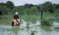 La temporada lluviosa inunda extensas �reas de la sabana dedicadas a la ganader�a en el verano.