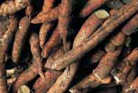 La yuca brava y el achiote hacen parte de los huertos tradicionales de las comunidades ind�genas en las sabanas de altillanura