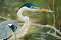 La Orinoquia presenta diversidad de h�bitats acu�ticos, esteros, lagunas y morichales indispensables para la conservaci�n de la fauna como el garz�n azul y el caim�n del Orinoco.