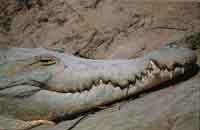 La Orinoquia presenta diversidad de h�bitats acu�ticos, esteros, lagunas y morichales indispensables para la conservaci�n de la fauna como el garz�n azul y el caim�n del Orinoco.