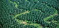 Las nuevas plantaciones de palma africana deben contemplar las estrategias adecuadas para conservar la biodiversidad de las �reas intervenidas