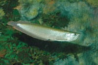 El arawan�, un pez ornamental especializado en la captura de insectos de superficie que caen de las copas de los �rboles del bosque ripario